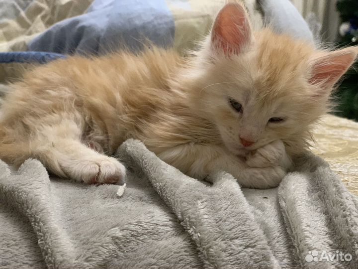 Котенок мейн-кун