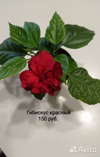 Домашние цветы