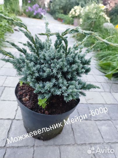 Можжевельники