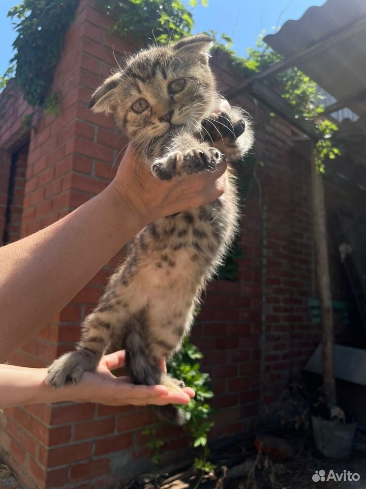 Котята в добрые руки бесплатно