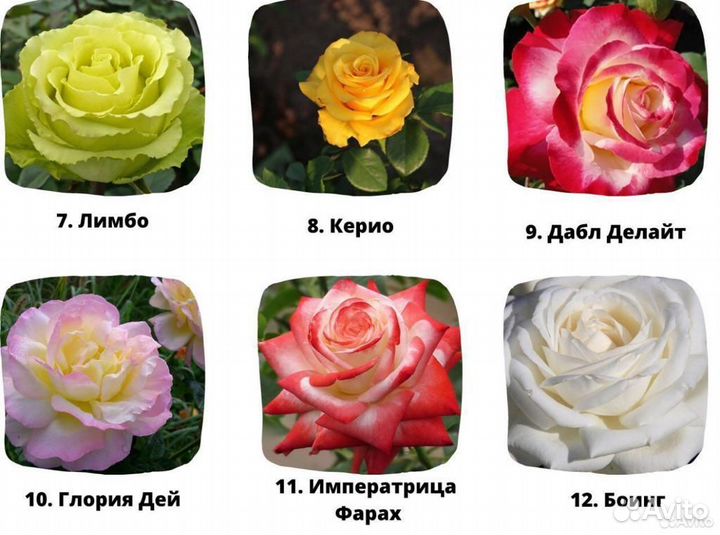 Морозостойкие саженцы роз