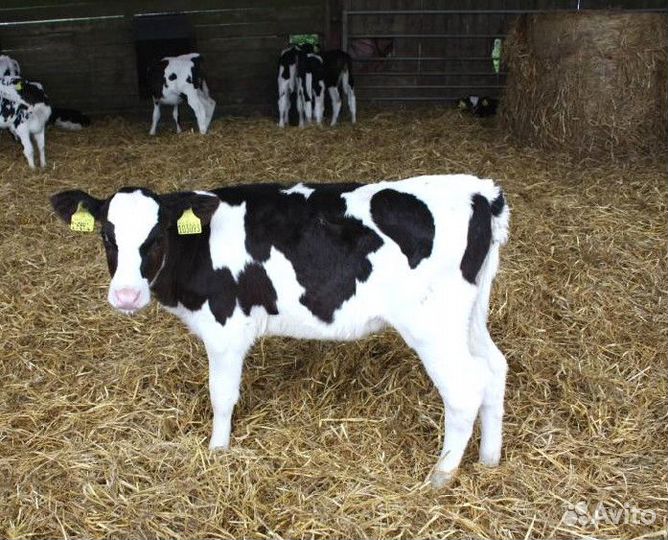 Телята Бычки без посредников
