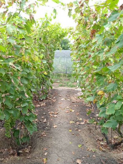 Дом 96 м² на участке 11 сот.