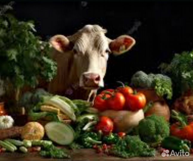 Корма для животных