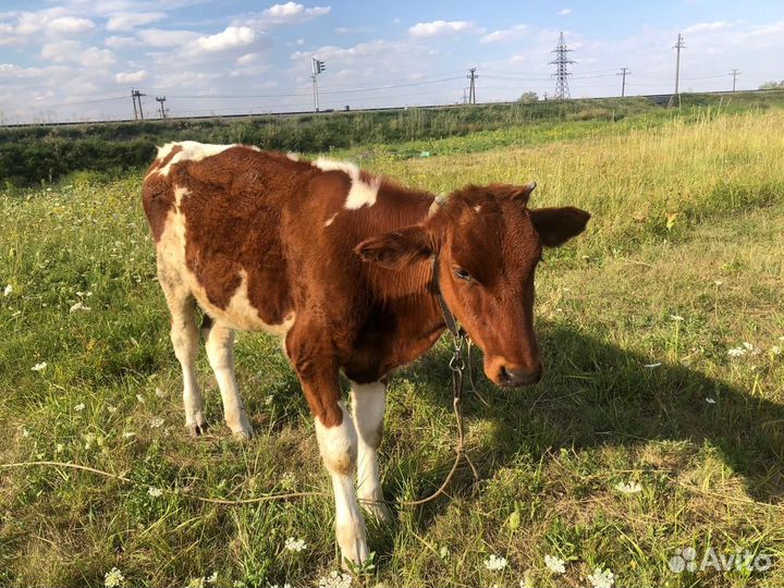 Корова телка