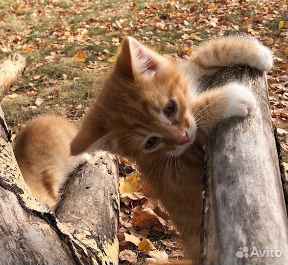 Котята бесплатно