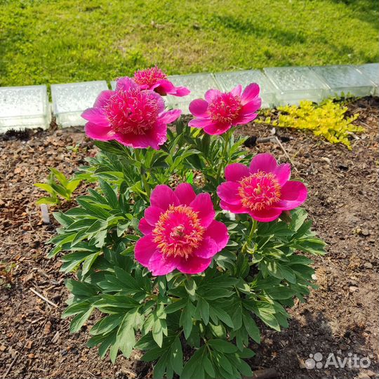 Пион Анемонефлора (Paeonia Anemoniflora')