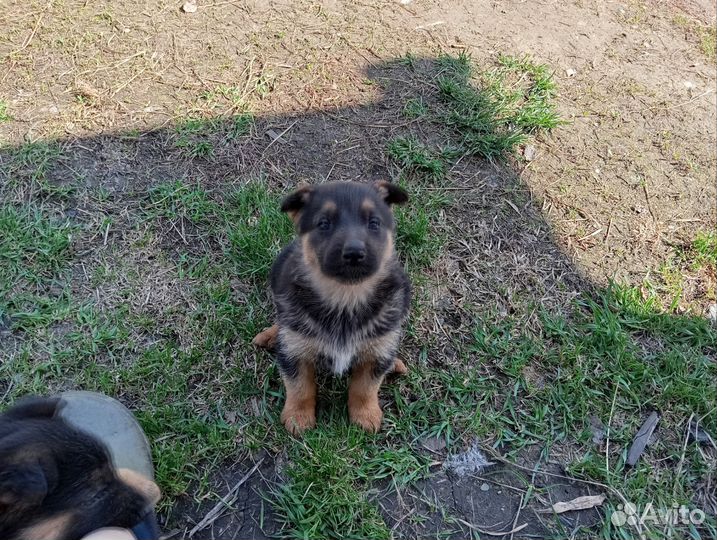 Щенки немецкой овчарки