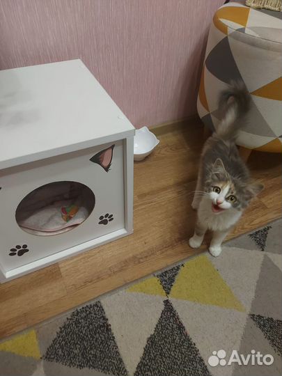 Кошка, трехцветная