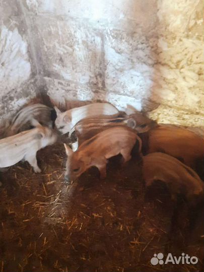 Поросята мангалы