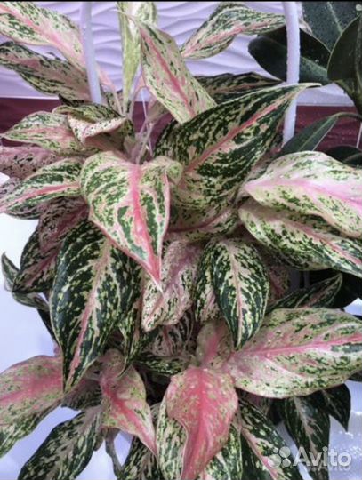 Комнатные растения