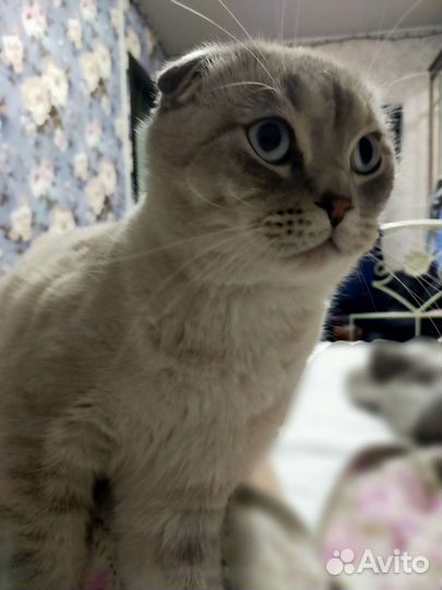 Шотландский кот вязка