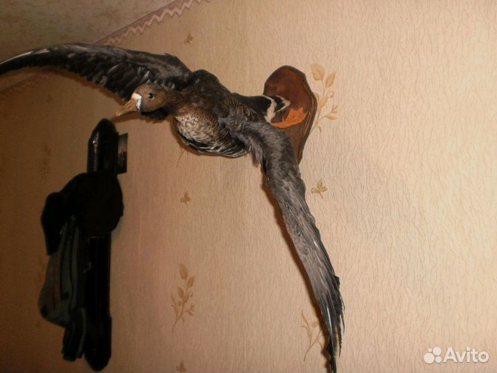 Чучело гуся