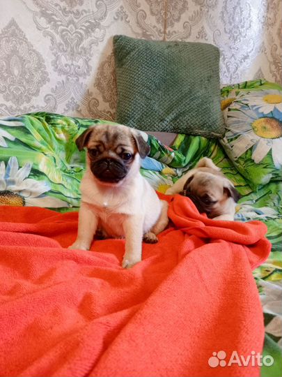 Щенки мопса