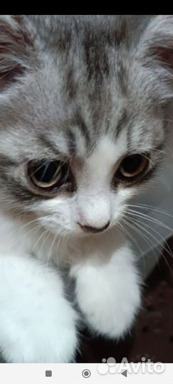 Котик манчкин лонг в дар