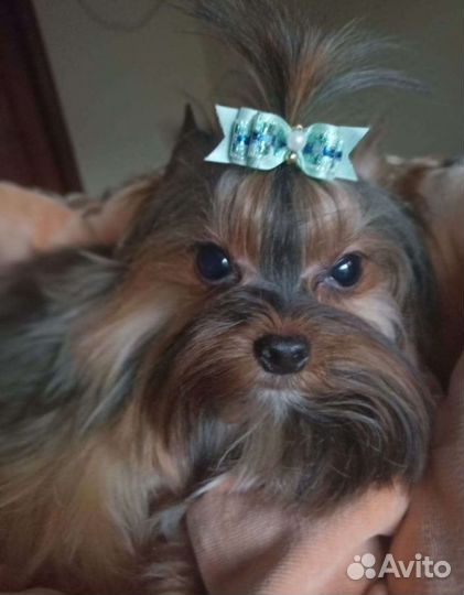 Йорк мини вязка