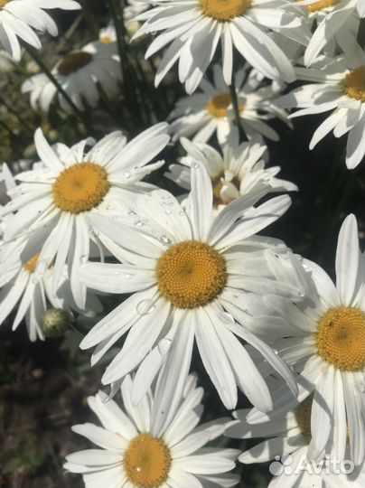 Ромашка садовая