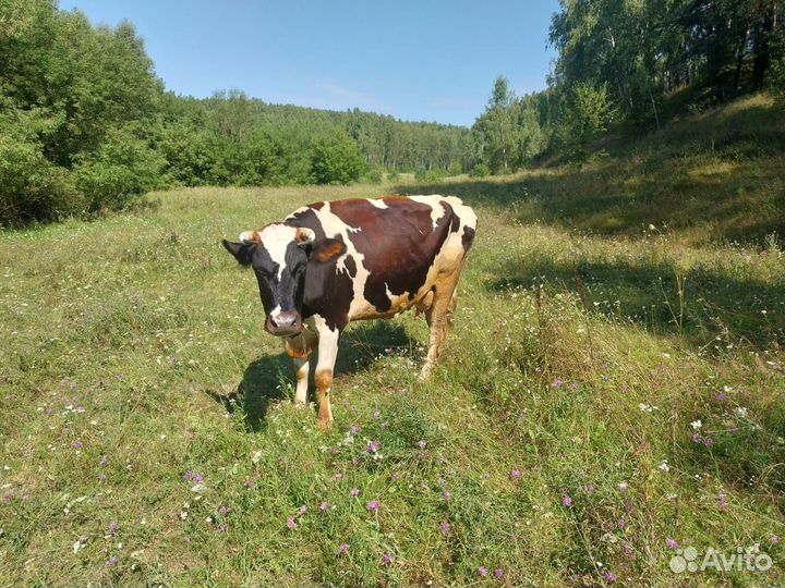 Корова дойная молочная