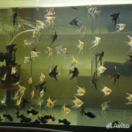 Продам аквариумных рыбок опт и розница