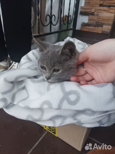 Британец шотландец котёнок в добрые руки