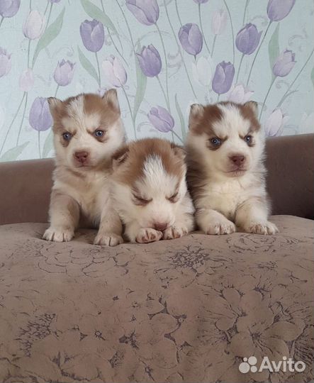 Красотули щенули