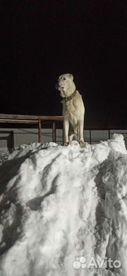 Собака сао