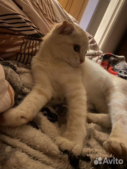 Вислоухая кошечка
