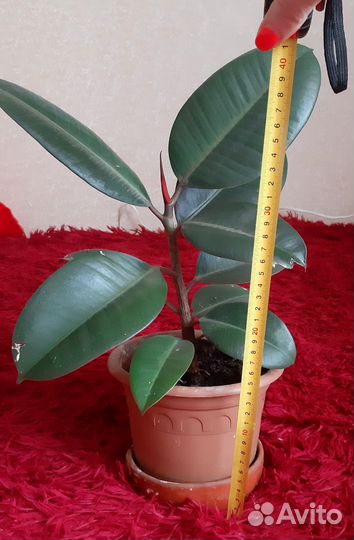 Фикус каучуконосный эластика бронь