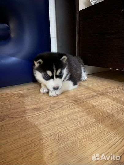 Щенки хаски