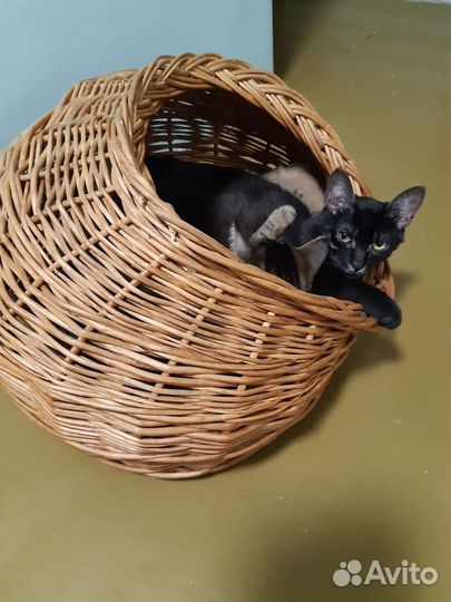 Символ 2023 года