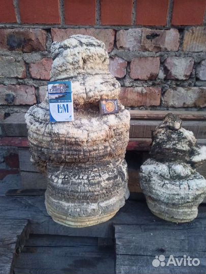 Агарикус (лиственничный гриб)