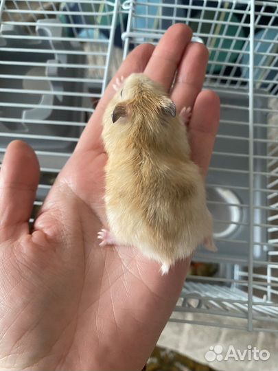 Джунгарик mini хомяк