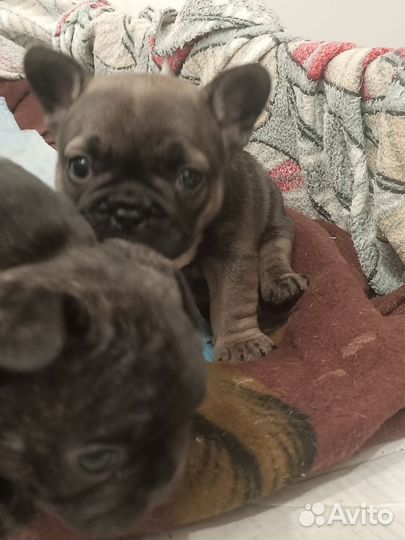 Французский бульдог щенки девочка