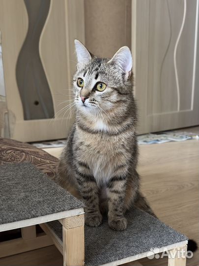 Кошка в дар 6-7 мес