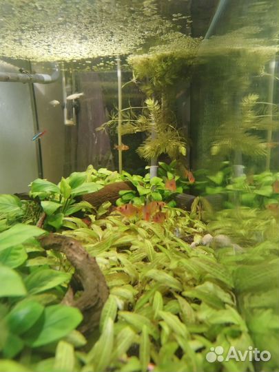 Продам аквариумных рыбок