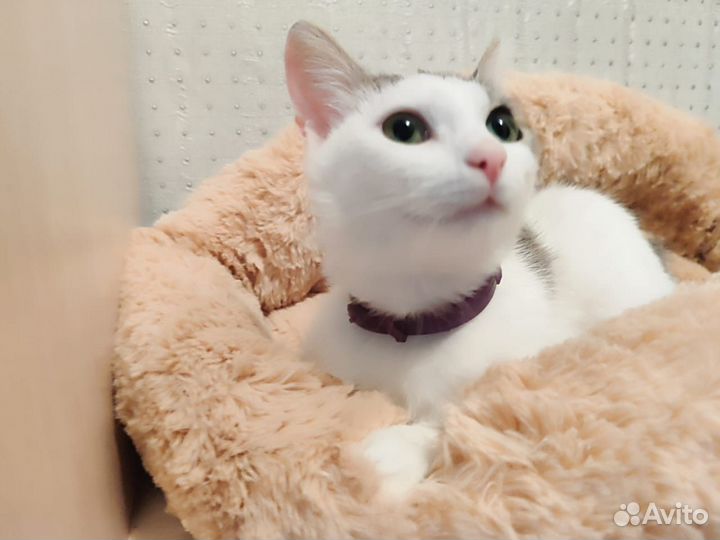 Турецкая ангора