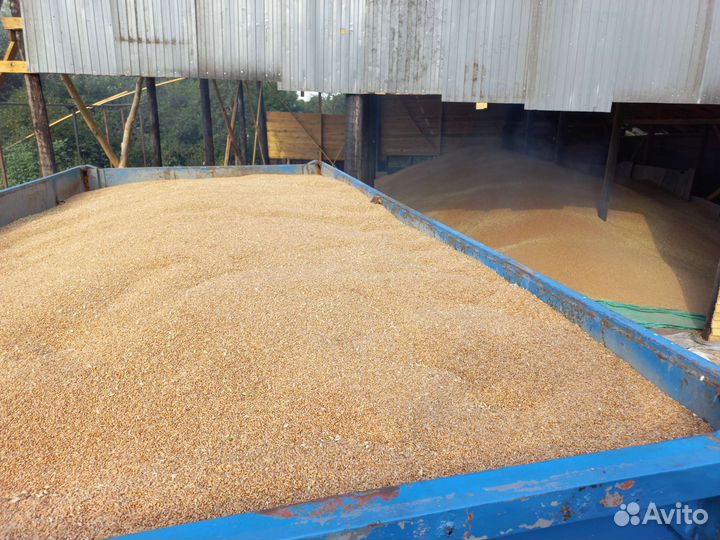 Зерно пшеница