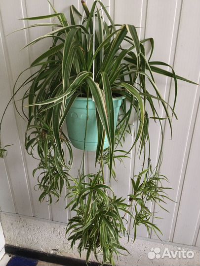 Крассула толстянка