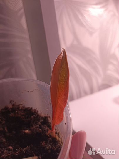 Филодендрон карамель марбл вариегатный