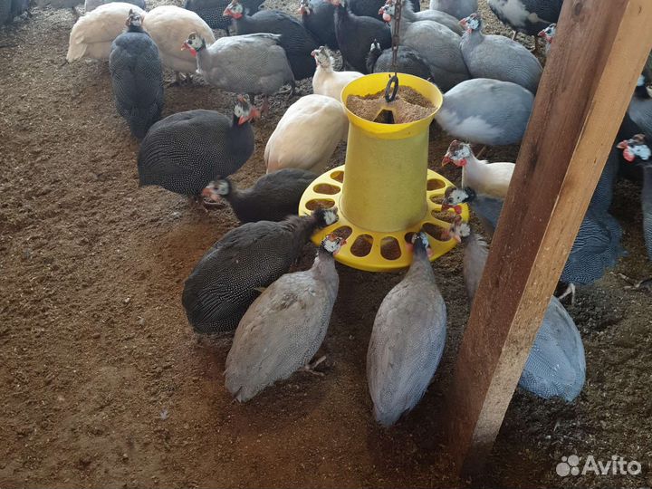 Цесарка Инкубационное яйцо