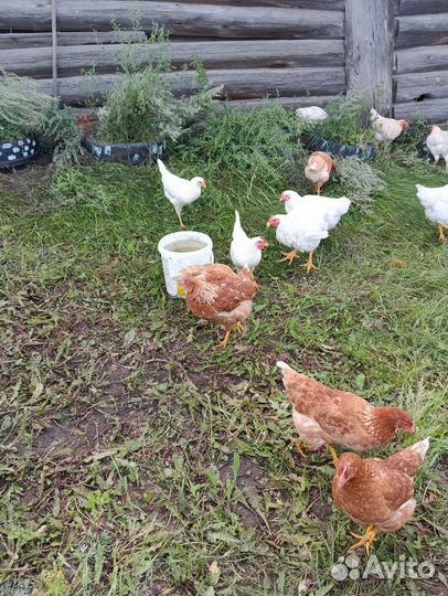 Куры несушки ломан браун