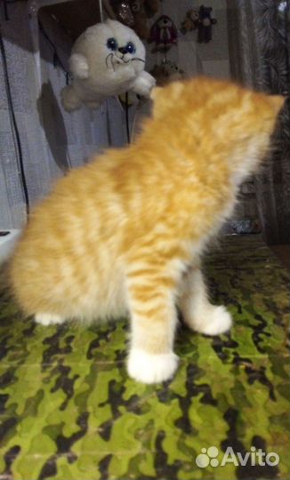Котёнок подкидош девочка