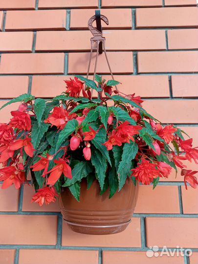 Бегония беллекония