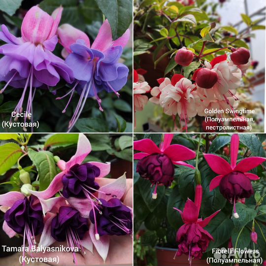 Фуксия сортовая