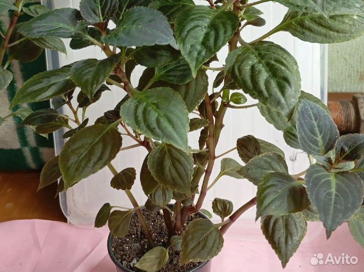 Бальзамин махровый