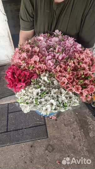 Альстромерия