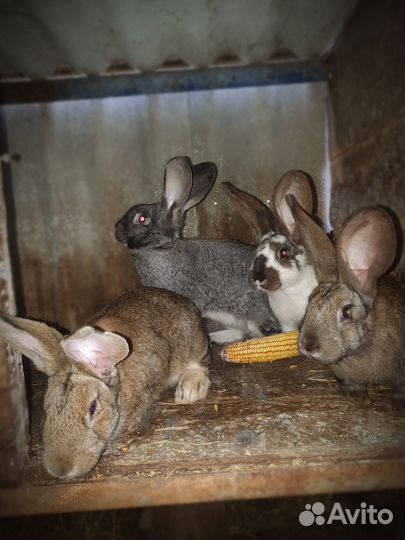 Мясо кролика, кролики на племя