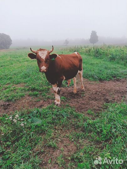 Бык на мясо