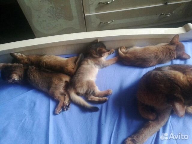 Сомалийские котята, кошки объявление продам