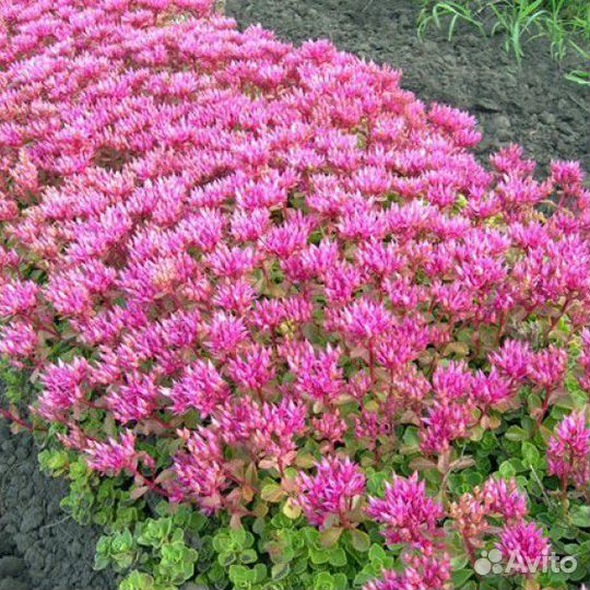 Многолетники